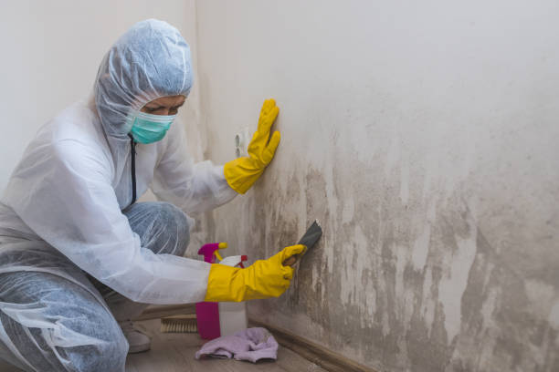 Best Crawl Space Mold Remediation in Belville, NC