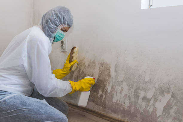 Best HVAC Mold Remediation in Belville, NC
