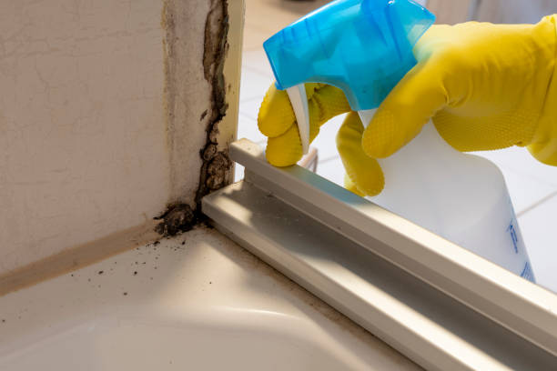 Best Insurance-Related Mold Remediation in Belville, NC