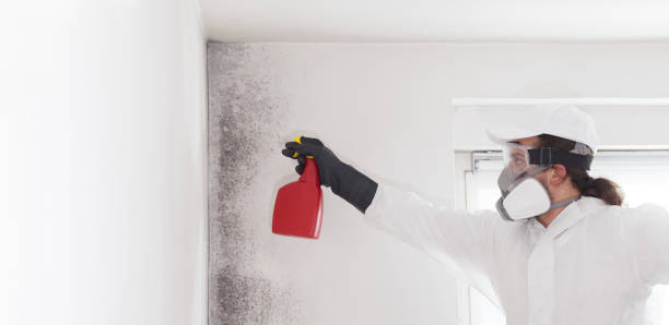 Best Health and Safety Mold Remediation in Belville, NC