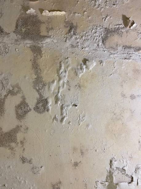 Best Attic Mold Remediation in Belville, NC