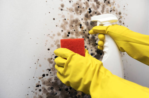 Best Basement Mold Remediation in Belville, NC