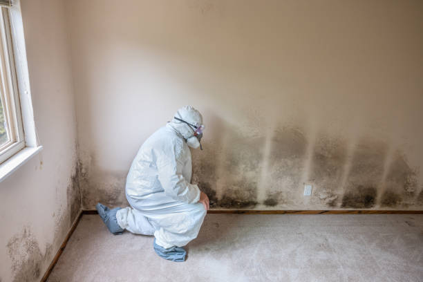 Best Industrial Mold Remediation in Belville, NC