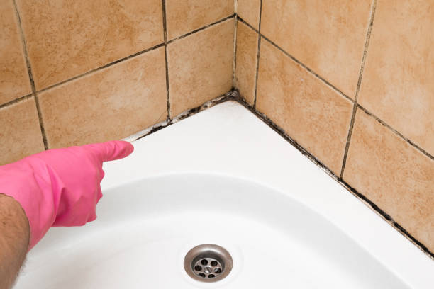 Best Bathroom Mold Remediation in Belville, NC